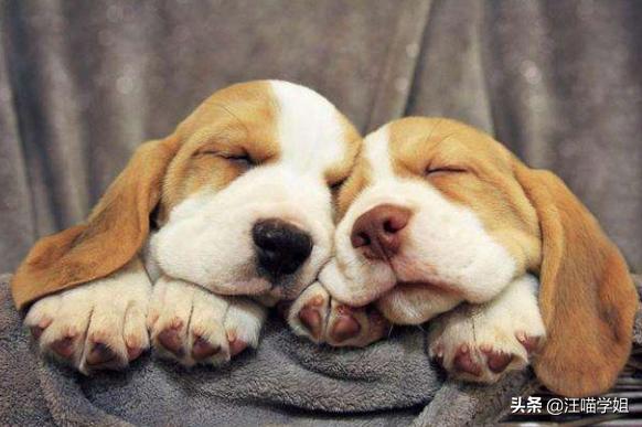 狗狗的脚太脏怎么办,狗狗脚掌的常见现象