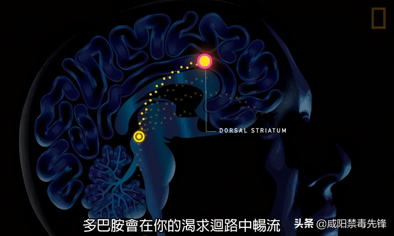 防范新型毒品对青少年的危害范文,防范新型毒品对青少年危害讲稿