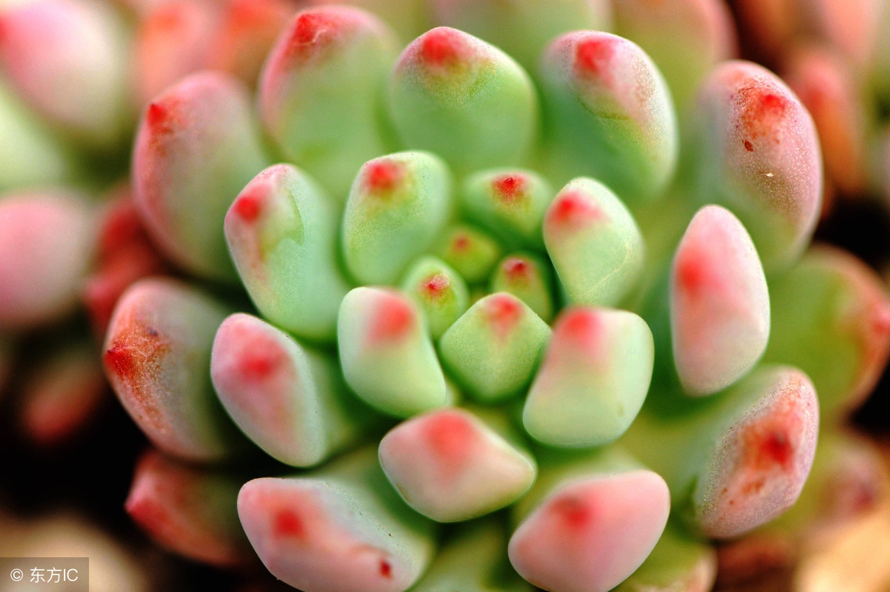 多肉叶子为什么一碰就掉,多肉叶子一碰就掉怎么办