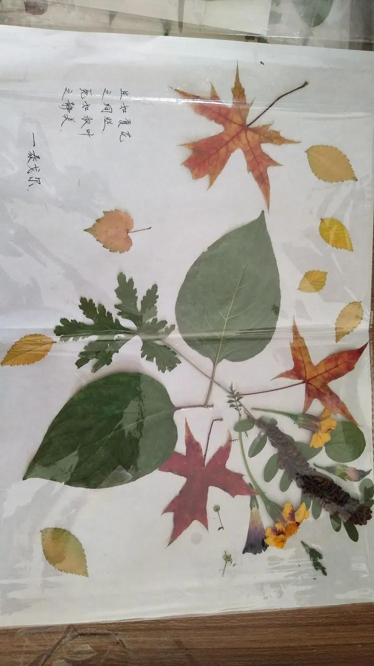 育才中学美丽校园,阜新市育才中学照片