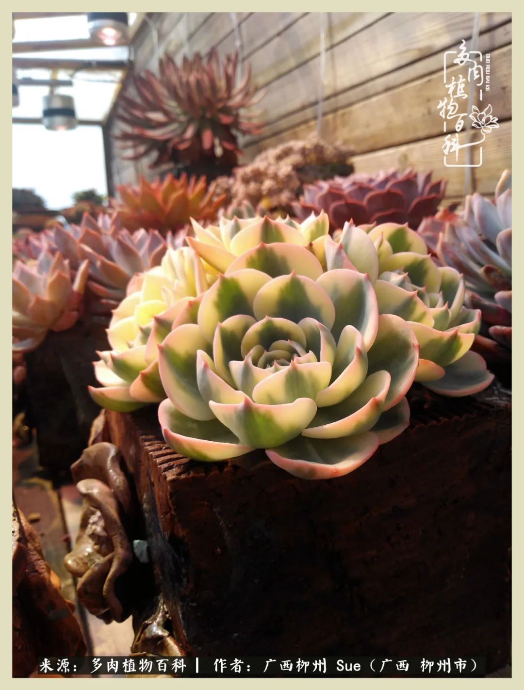 艳阳高照凉爽贵州,我要勤快地捕捉美好!(二)