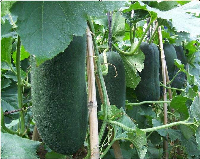 冬瓜亩产,冬瓜怎么管理施肥才能丰收