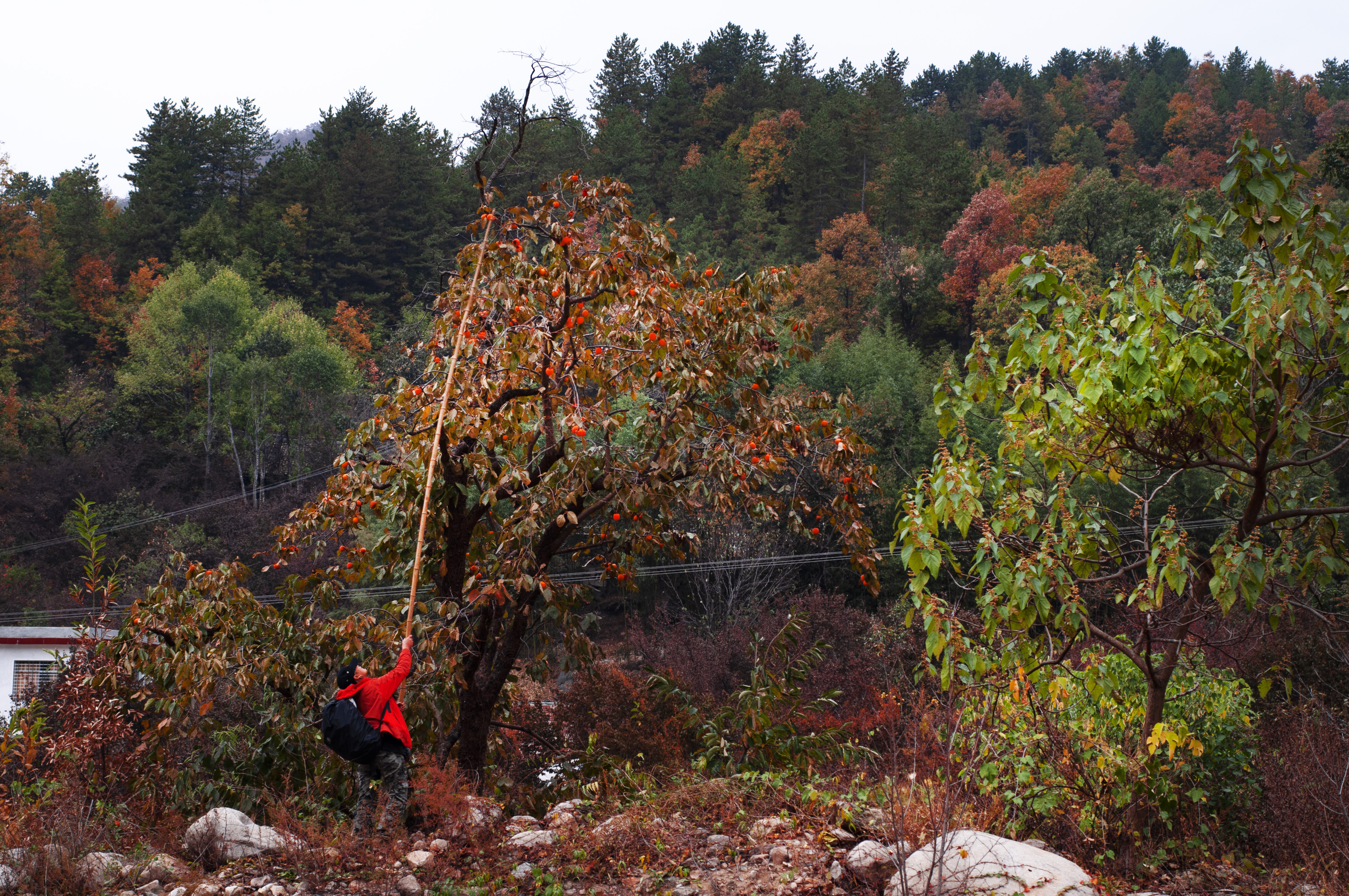 老界岭夏日风景,深秋山里的风景