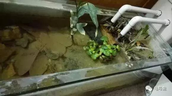 泥水养龟用什么泥好,泥水养龟生态池教程