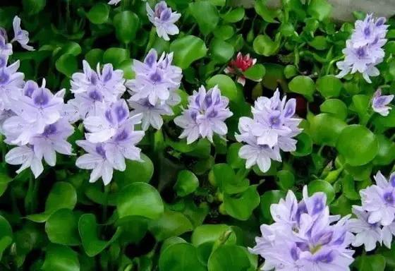 在水一方植物园,在水一方花卉