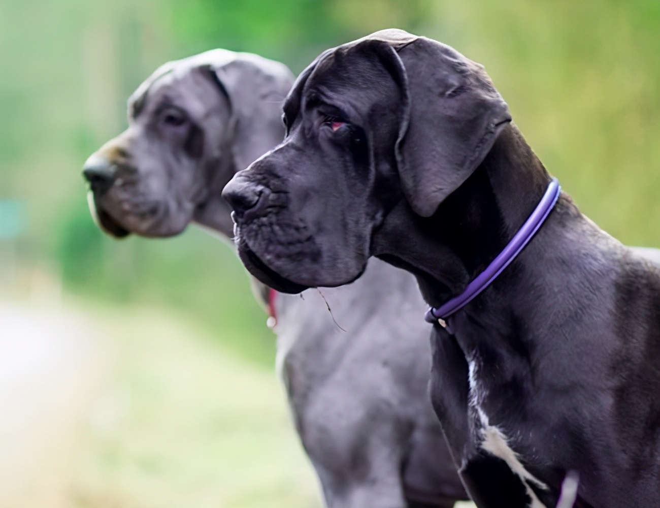 盘点那些胆子很小的狗,狗胆子小怎么办怕别的狗