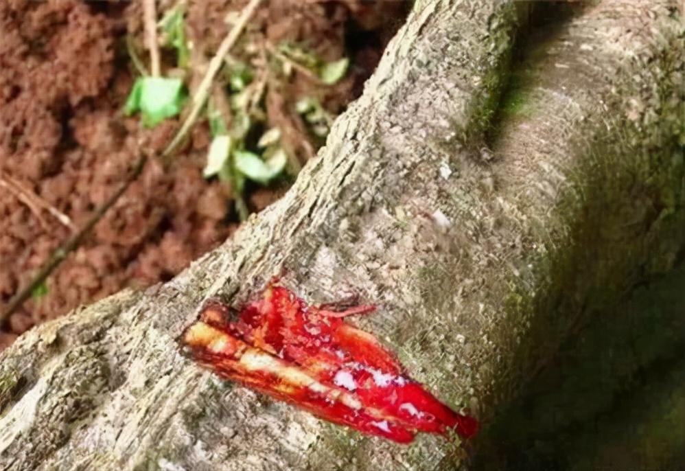 会流血的植物根是什么,会流血的植物