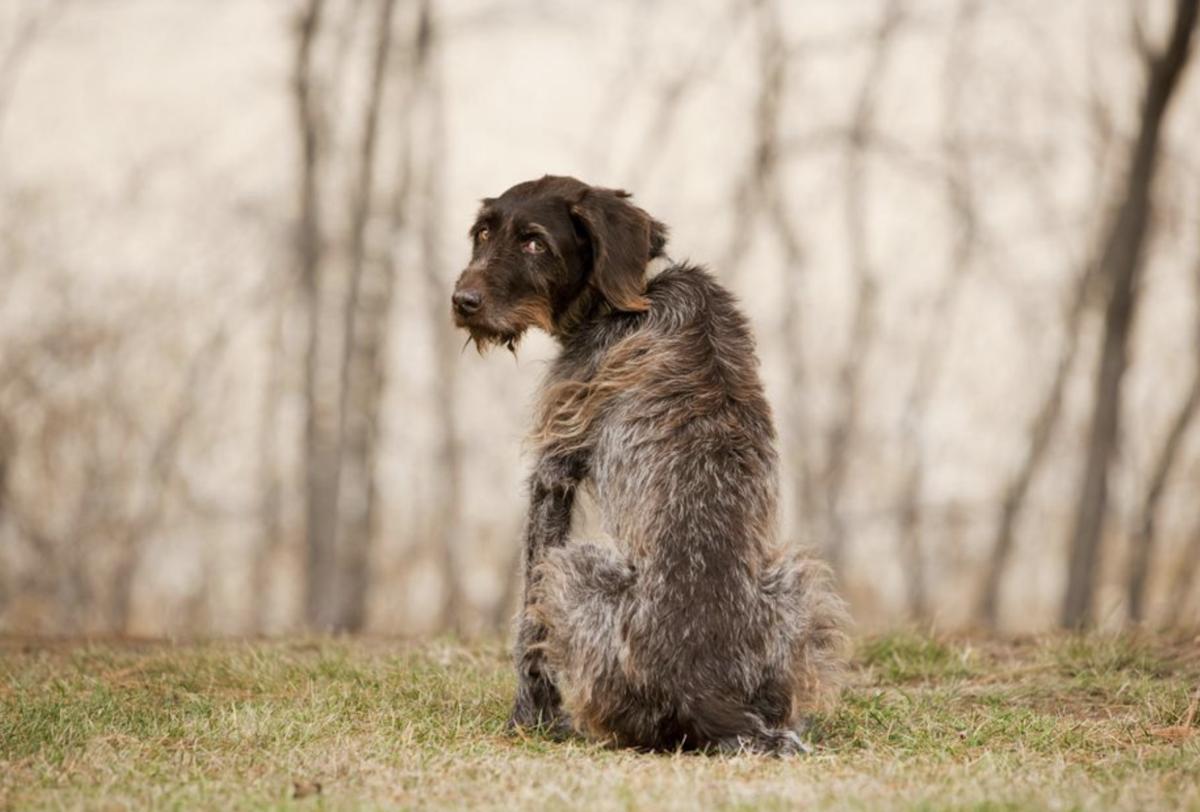 如果你的宠物死了咋办,如果你的宠物去世你会怎么样