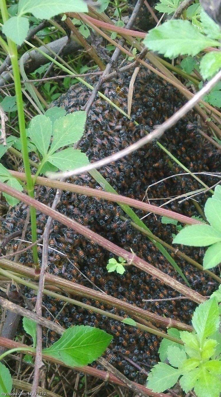 野生蜜蜂选巢全过程,找蜜蜂老巢最简单方法