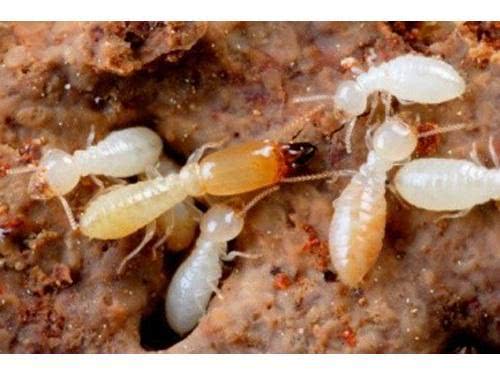 最远古的生物虫,最原始的虫子