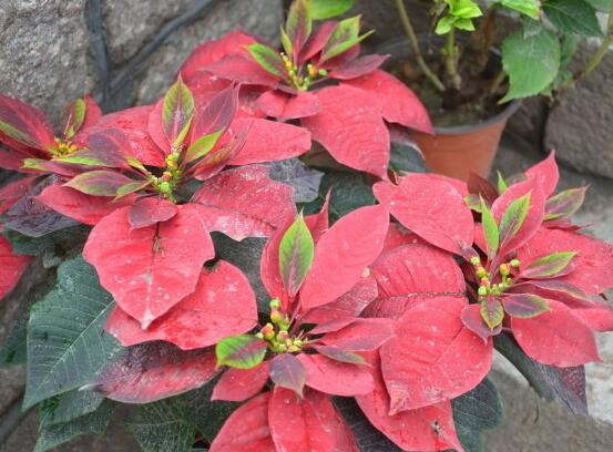 一品红叶子变黄还落叶怎么办,一品红叶发黄什么原因