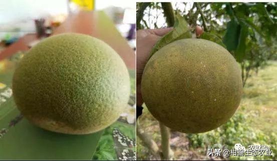 10类常见虫害高清图谱含防治方案,20种病虫害防治集合