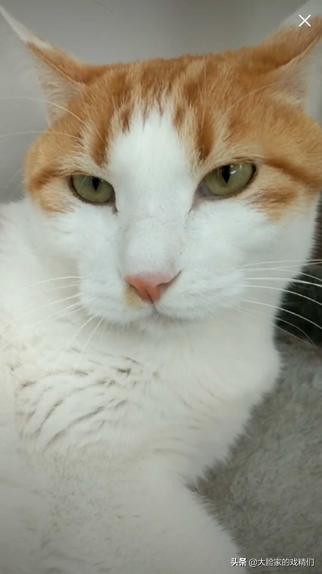 你这样的白橘猫，叫我怎能不爱？