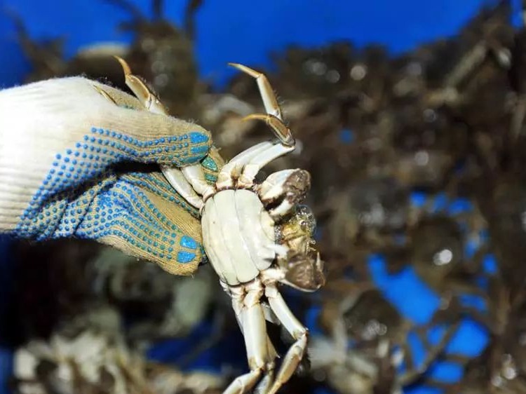 大闸蟹生产情况,大闸蟹最新销量