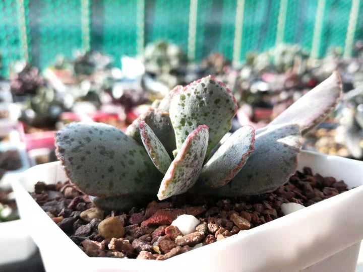 全部水泡类多肉,水泡多肉耐冻不