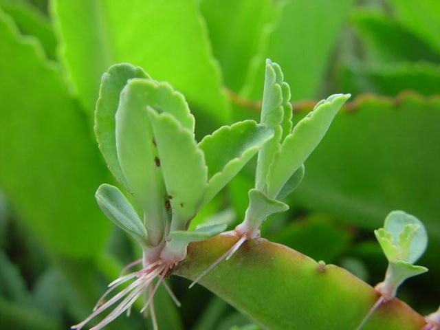 还魂草图片和功效与作用,还魂草别名