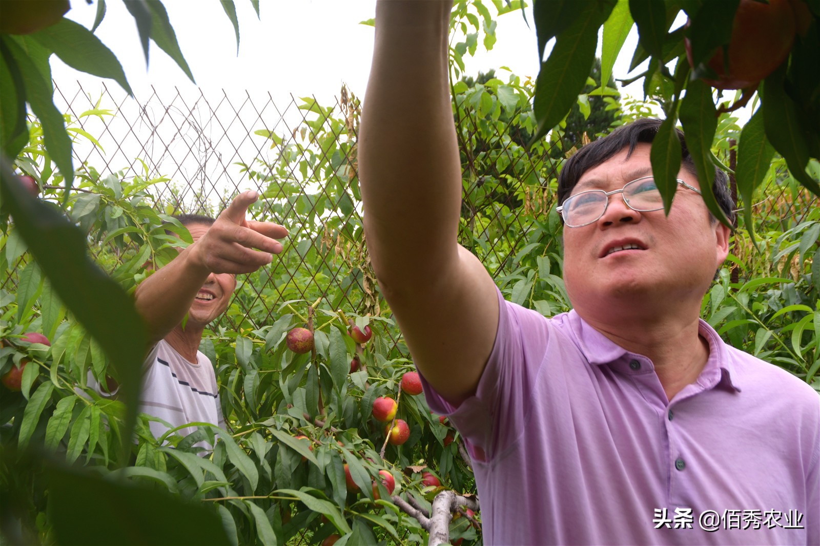 桃树叶片黄化施什么肥能够转绿,桃树补铁最佳配方