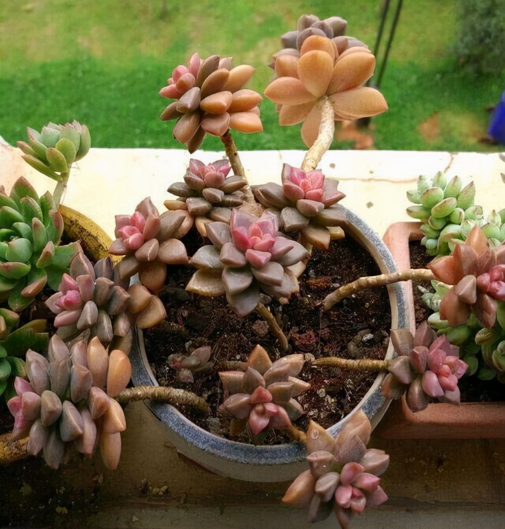 他养多肉10多年,总结出9个易出“高价老桩”的品种,适合新手