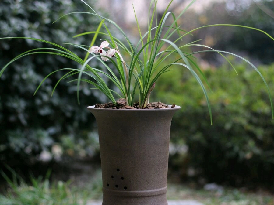 心心相印兰花叶子有什么特点,心心相印兰花怎么养才能旺盛