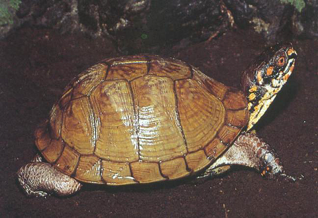 龟类大百科,大眼睛龟类