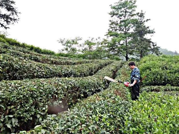 茶叶大户44岁转型干快递,奋斗9年成国家高级工程师