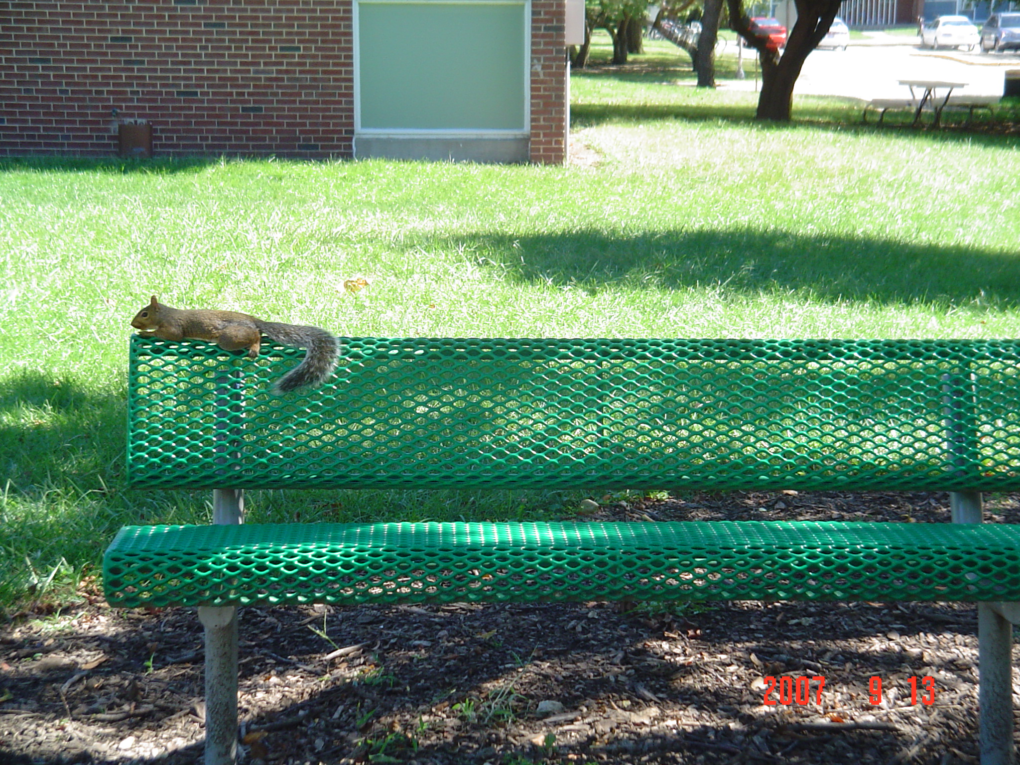 我的“大尾巴”，你在异国他乡还好吗？