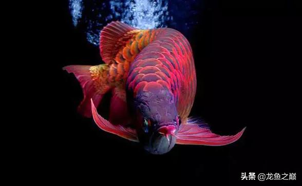 龙鱼单侧掉眼解决方法,龙鱼掉眼怎么治