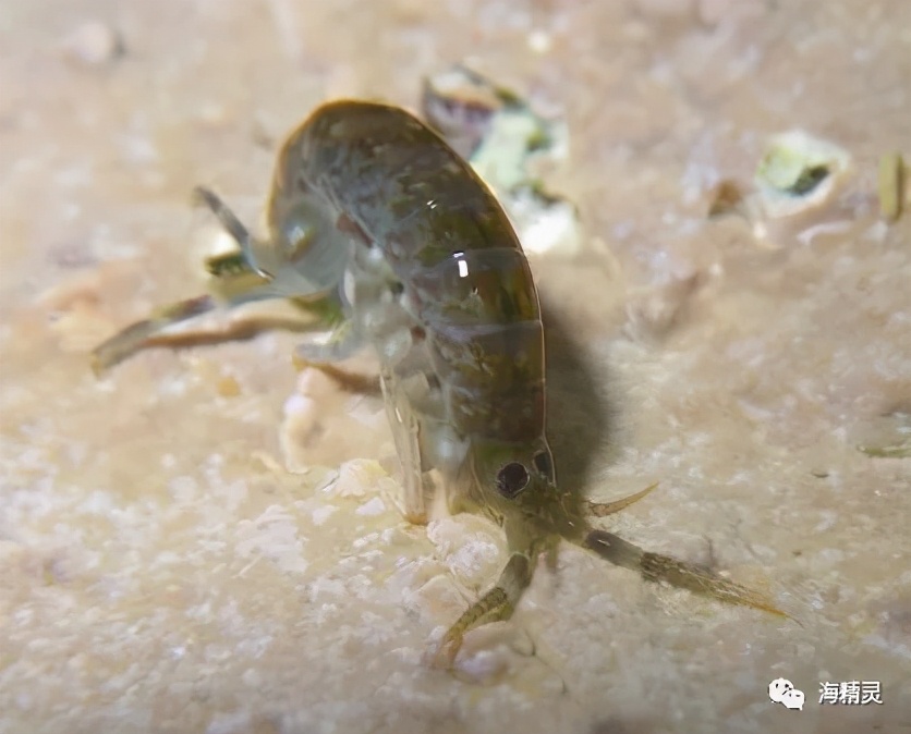 活石上不请自来的“偷渡客”，你们都是谁？