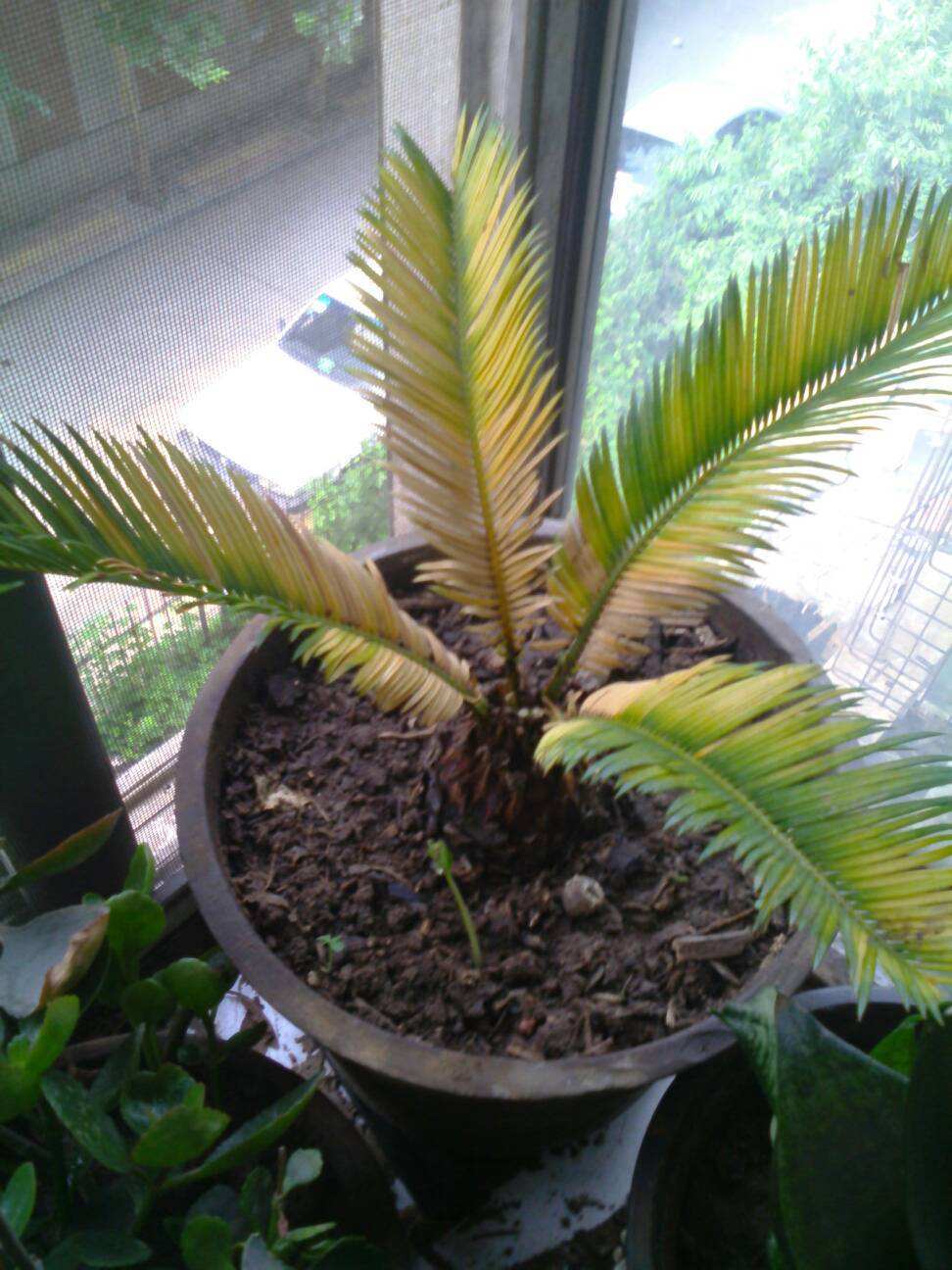 移栽的铁树为何叶子变黄了,铁树叶子变黄怎么办