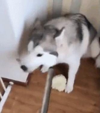 狗狗为什么会护自己的便便,泰迪狗狗护食的正确教育方法