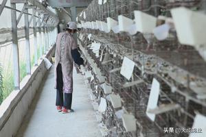 现在养鸽子挣钱吗,养什么鸽子能挣钱