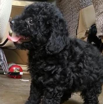 为什么“黑色”贵宾犬少人养?有7个原因