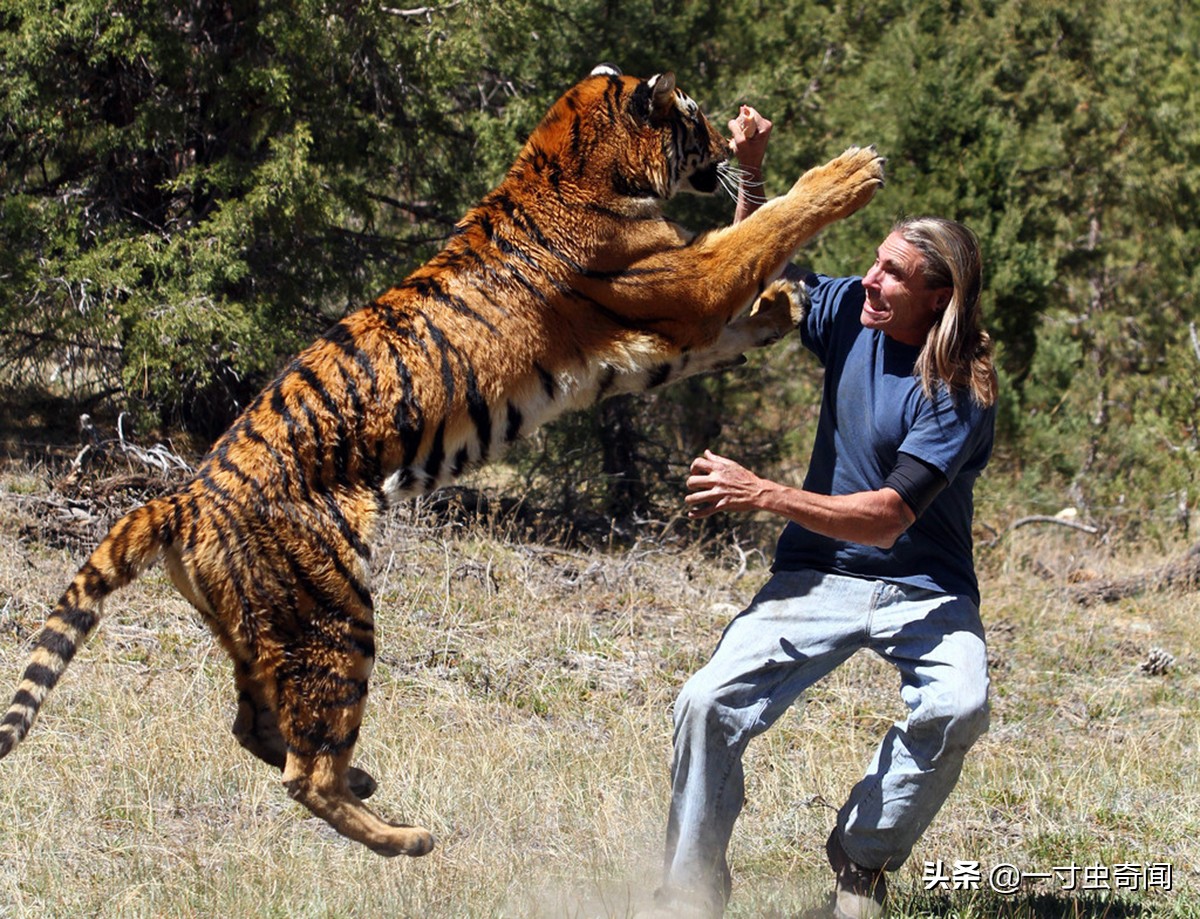 对付野兽最有效的办法,遇到野兽反击