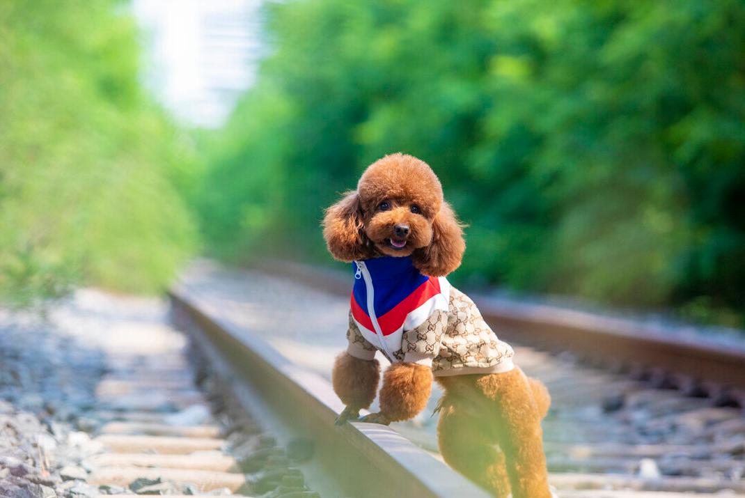 小型宠物犬多少钱一只,十种最省心的小型犬多少钱一只