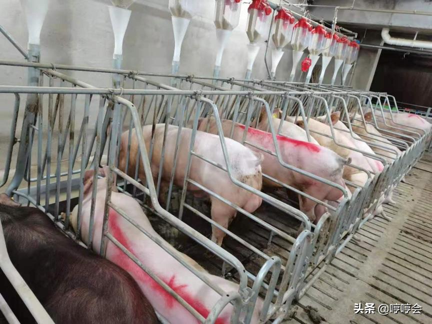 公猪应激怎么处理,公猪应激有什么危害