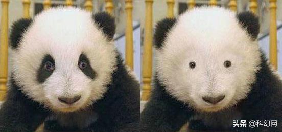 你知道你和大熊猫有什么区别吗,你以为的大熊猫是萌萌的