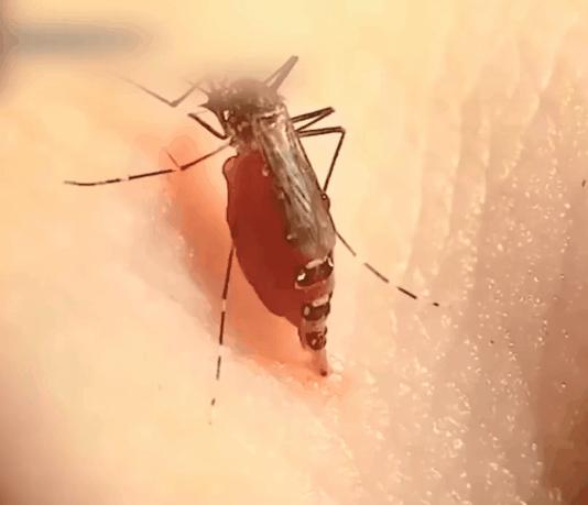 干掉蚊子的100种方法,消灭蚊子的100种方法第24种