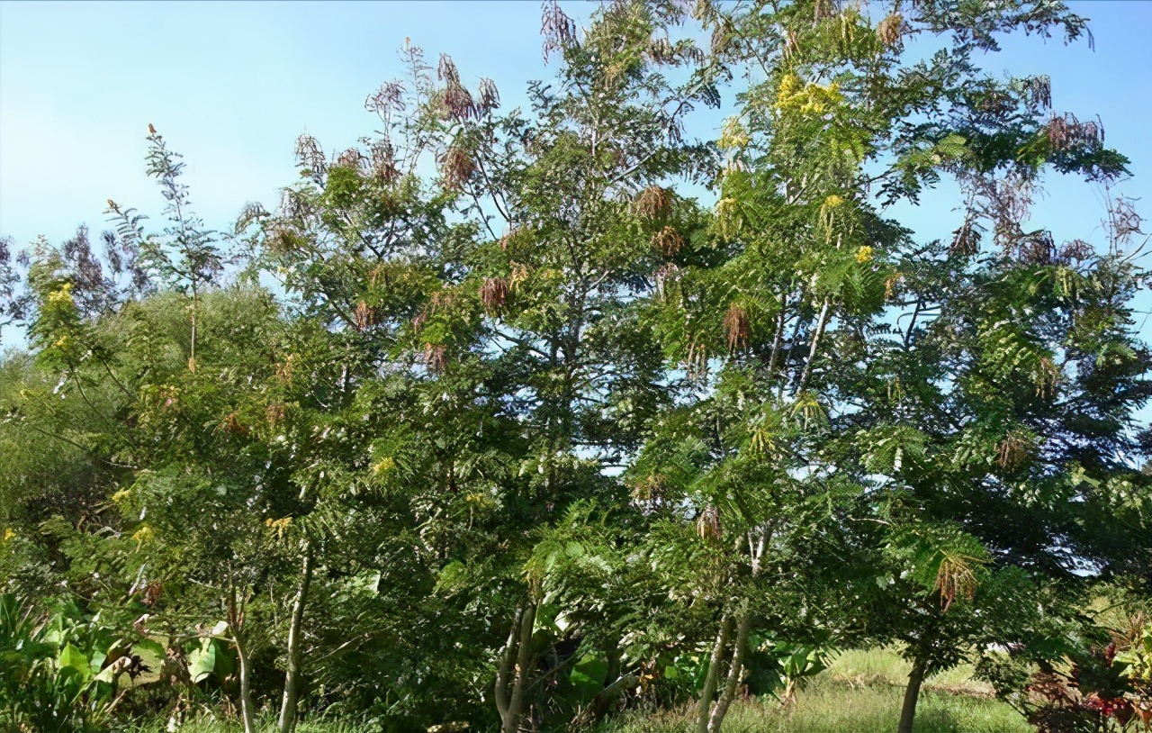 木知识,木知识大全图解
