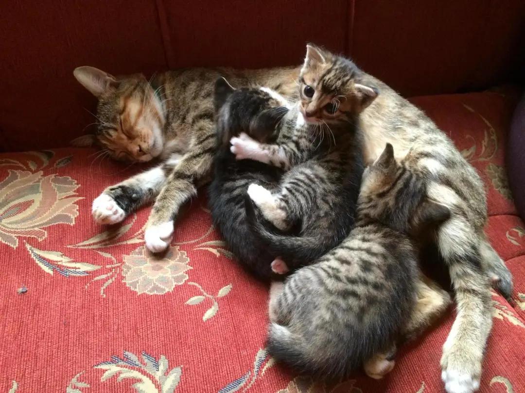 去土耳其当猫好吗,在土耳其做一只幸福的猫