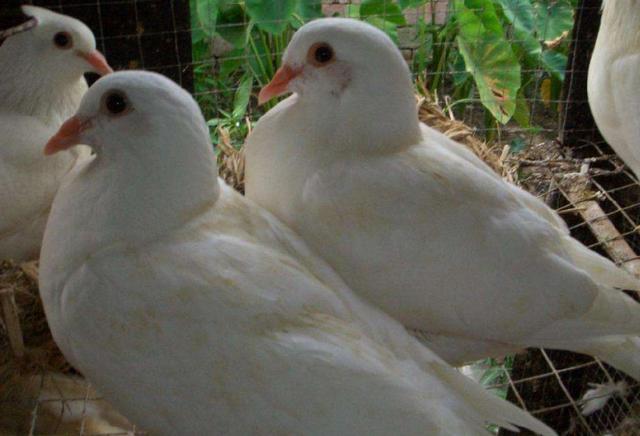 经济动物怎么饲养,饲养哪些动物可以赚钱