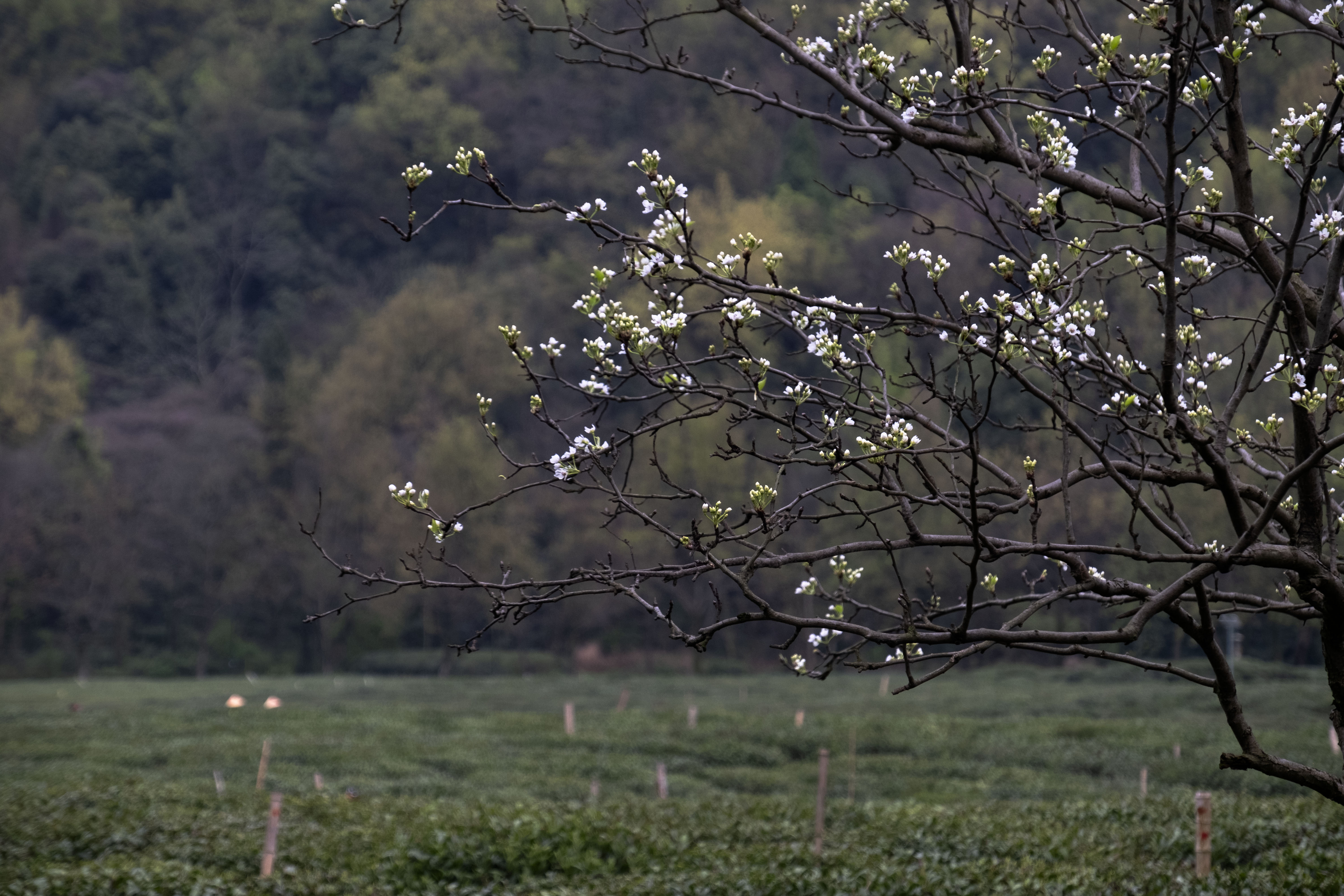 西湖龙井春茶季,龙井茶西湖明前春茶