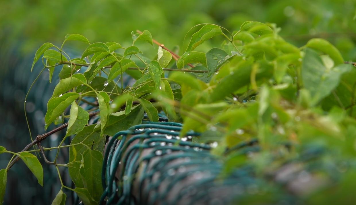 肇庆鼓浪屿风景区,肇庆鼓浪屿夜景