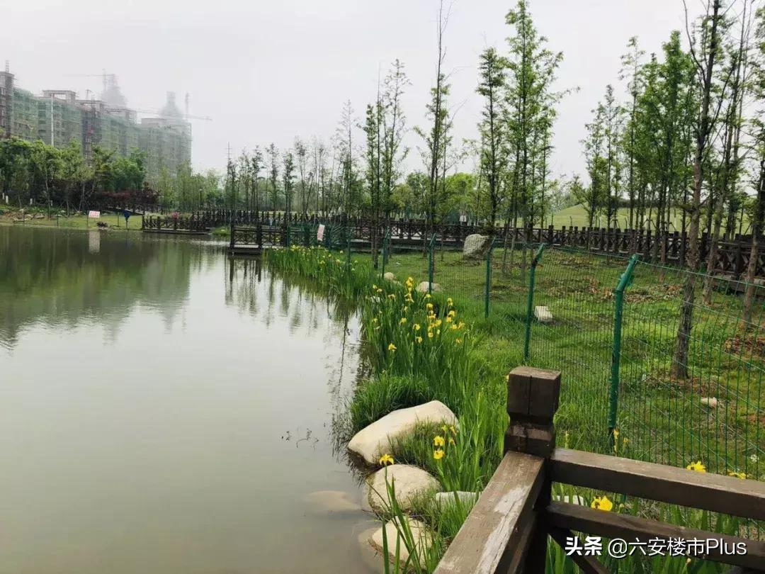 1个多小时劲销九成!六安一纯洋房楼盘首次开盘就火了