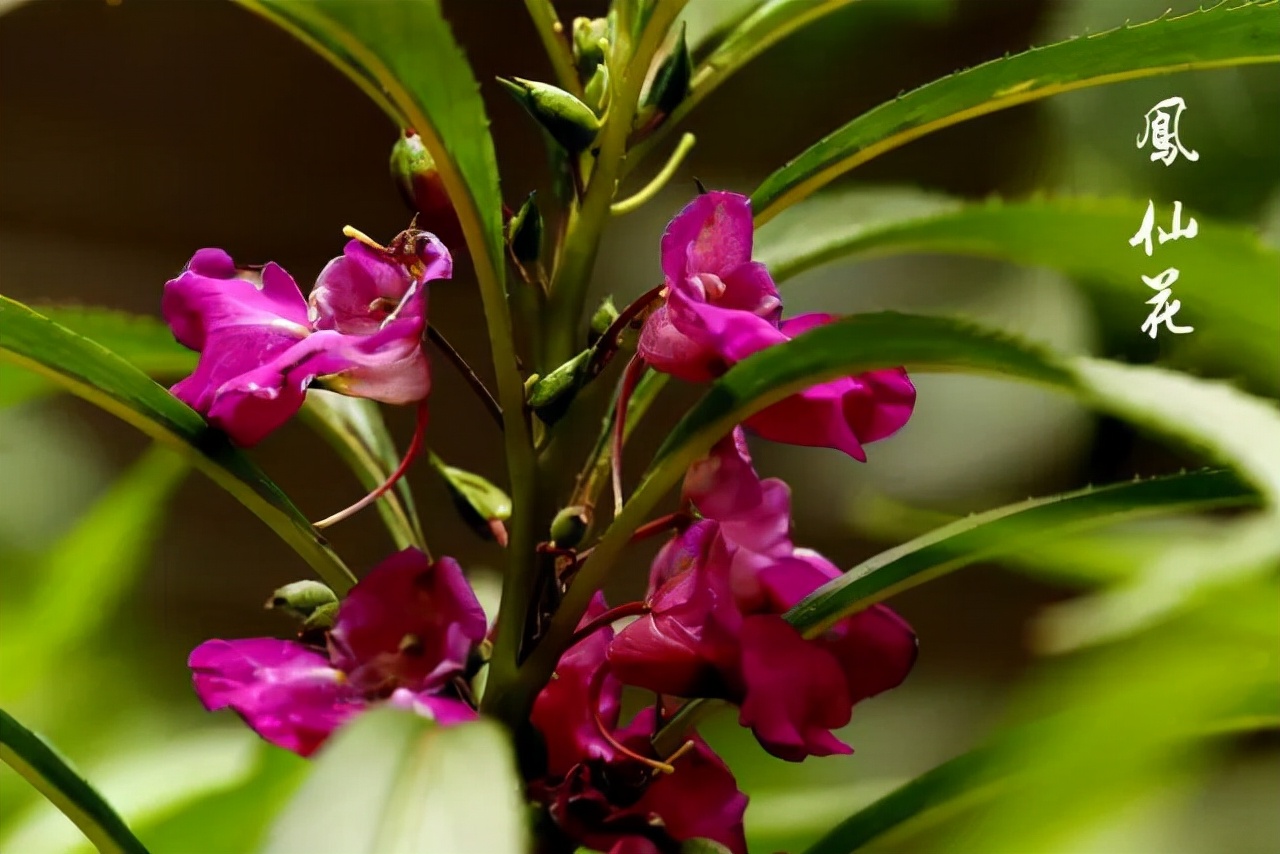 蛇灭门真的能驱蛇吗,蛇灭门种子能驱蛇吗