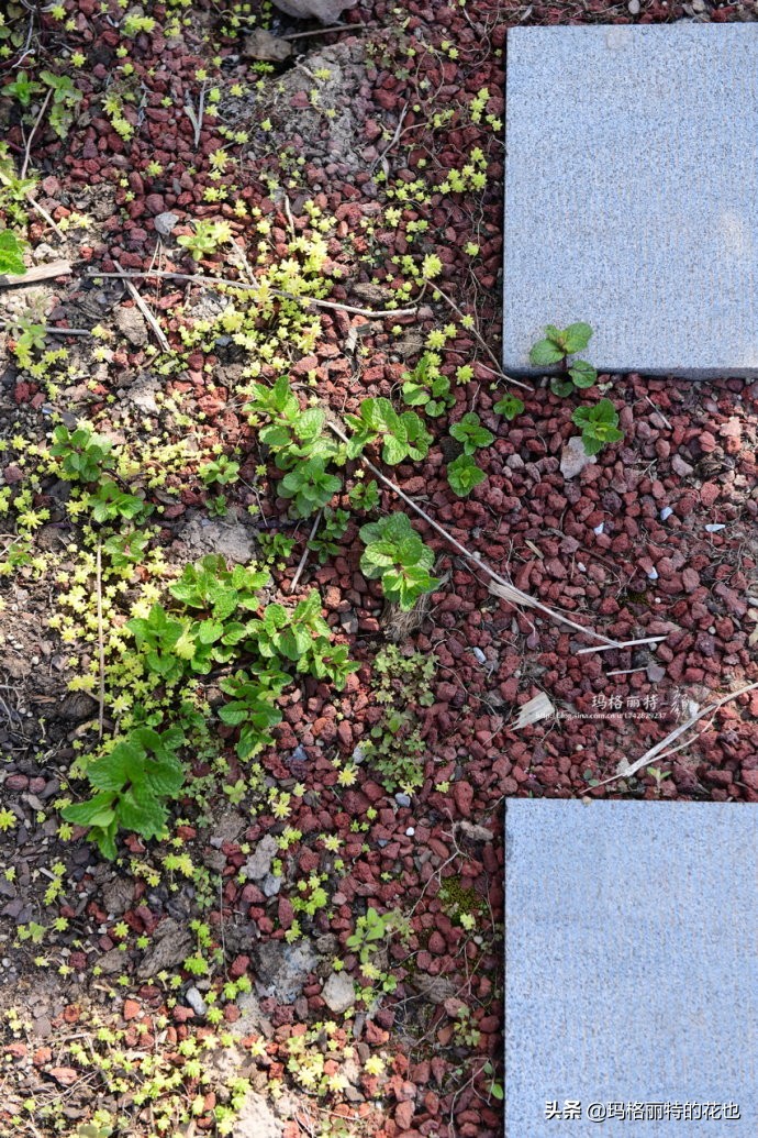 上海洋水仙,上海璞素上居民宿抖音团购