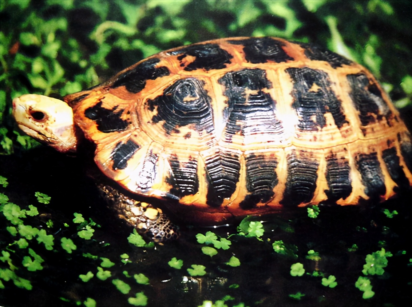 龟类大百科,大眼睛龟类