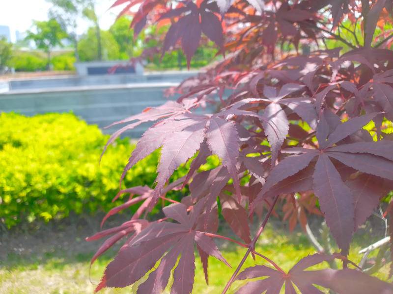 agmh2手机的缺点,agm金嗓子