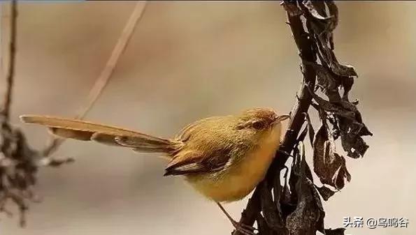 看图识鸟图片及答案,看图识鸟软件哪个好用
