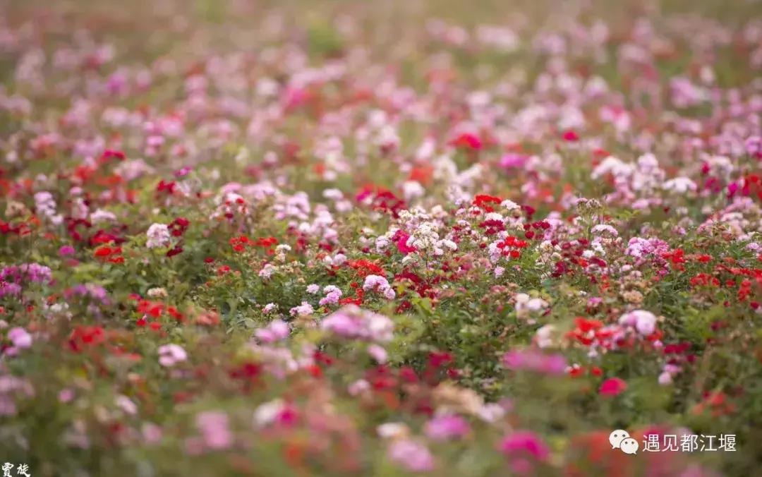 亲测！生活在都江堰，到底是一种什么样的体验