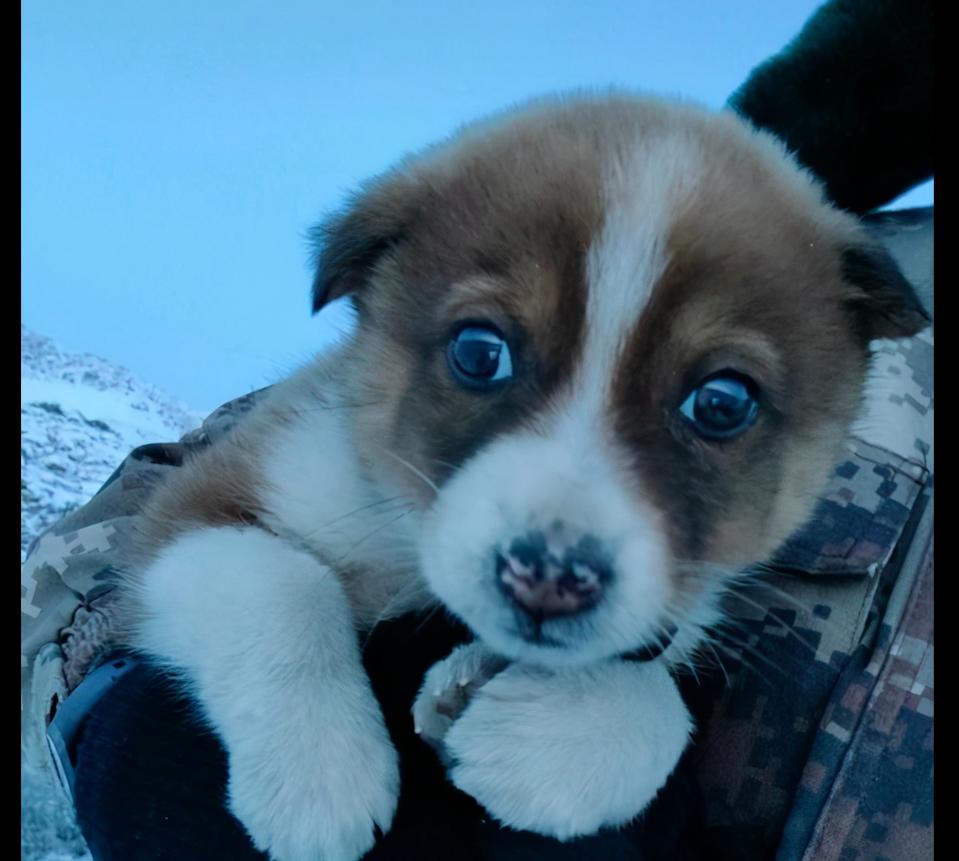 一只流浪狗被士兵救了电影,一只被救的小狗